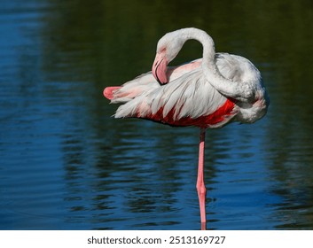 A pink flamingo preening its feathers - Powered by Shutterstock