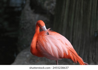 Pink Flamingo preening her feathers - Powered by Shutterstock