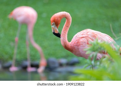 A pink flamingo preens itself in the Jardin de Balata, Martinique - Powered by Shutterstock