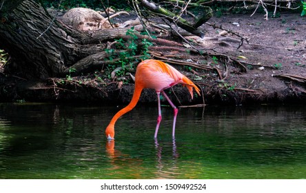 Pink Flamingo Saint Louis Zoo