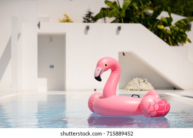 Pink Flamingo In A Swimming Pool