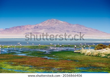 Pink flamingo with volcano landscape in Atacama Desert in Chile, South America