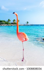 Pink flamingo walking on the beach, Aruba island, Caribbean sea