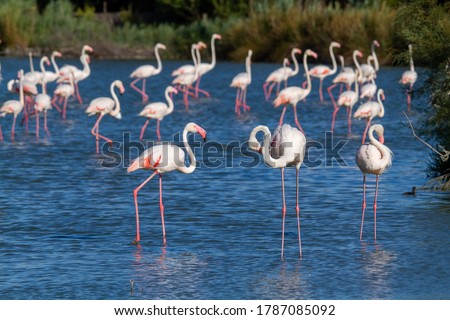 pink flamingo water bird camargue provence france europe