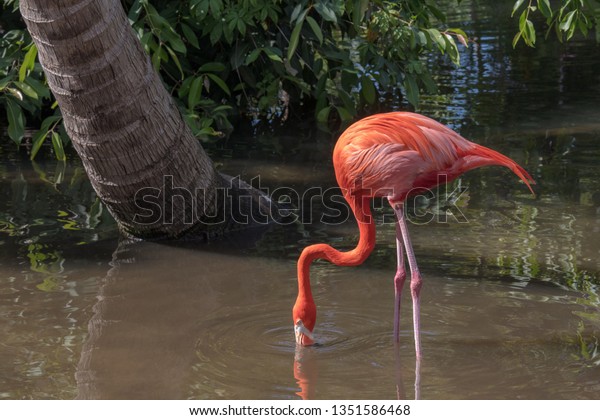 Flamingo Profile Picture