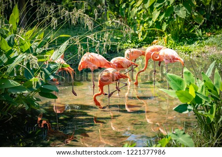 Pink Flamingoes animals zoo concept, Flamingos flock sitting on river in nature. They type of wading bird family Phoenicopteridae. The long-legged and  stand on one leg.