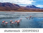 Pink flamingoes in Lake Hedionda in the high plains of Bolivia with Andean mountains in the background