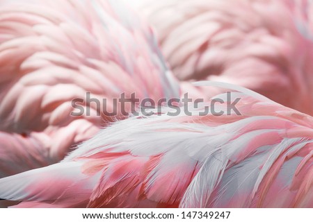Pink flamingos against blurred background