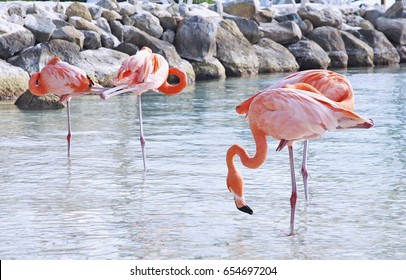 Pink Flamingos In Aruba