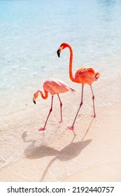 Pink Flamingos At Beach In Aruba