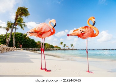 Pink flamingos at beach in Aruba