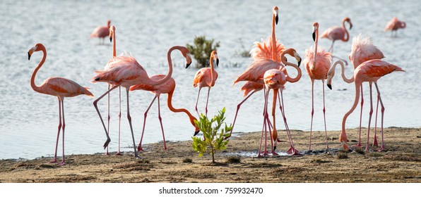 Pink Flamingos Of Bonaire