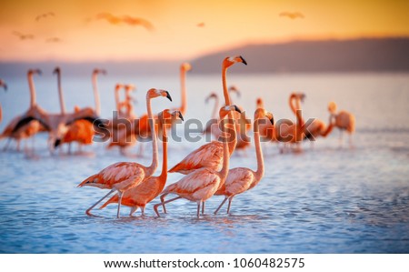 pink flamingos during a brilliant sunset