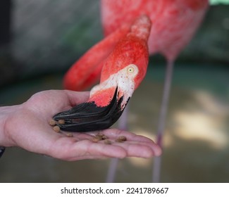 pink flamingos eating from hand