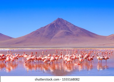 Pink flamingos at exciting lagona colorada scenery in Bolivia, South America