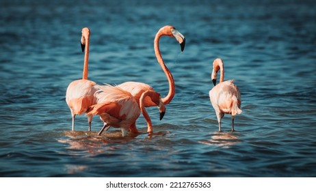 Pink Flamingos Feeding In A Lagoon With Blue Colors And Natural Light Reflection At Sunset In Tulum