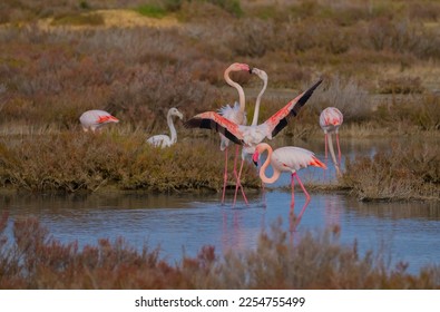 pink flamingos fighting for territorial dominance, porto pino, southern sardinia
 - Shutterstock ID 2254755499