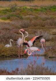 pink flamingos fighting for territorial dominance, porto pino, southern sardinia
 - Shutterstock ID 2254755505