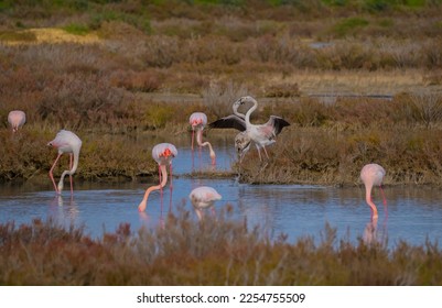 pink flamingos fighting for territorial dominance, porto pino, southern sardinia
 - Shutterstock ID 2254755509