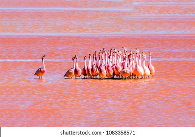 Flamingo Pink Flamingo Pink Flamingos Pink Flamingo Group Pink Flamingos Group Pink Flamingo Flock Pink Flamingo Bolivia Pink Flamingo Bird Pink Flamingo Beach Pink Flamingo Water Pink Flamingo Red Pink Flamingo Landscape