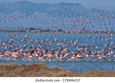 
Pink Flamingos Flying In The Ebro Delta