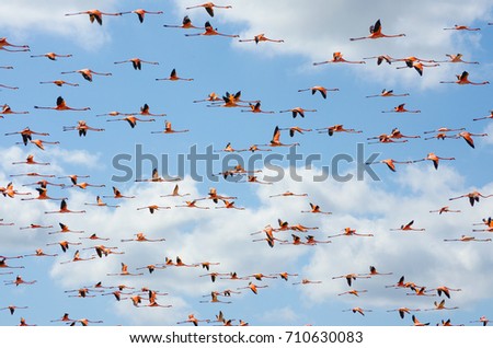 Rosa Flamingos fliegen durch den Himmel von Guajira Kolumbien.