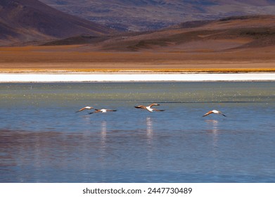   Pink Flamingos flying over Laguna Verde in Northern  Chile by the Andes Mountains                             - Powered by Shutterstock