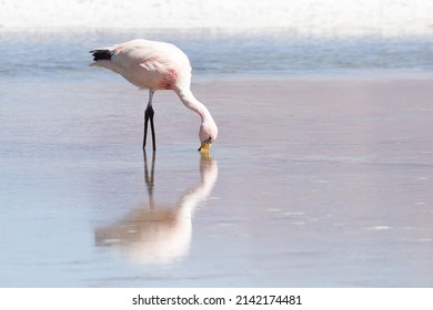 Pink Flamingos In The Lagoon Of Lake Hedionda. Altiplano. Bolivia