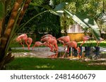 Pink flamingos in the park on a sunny day. Beautiful pink flamingos in the park.