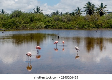 Pink Flamingos In A Pond On Isabela Island, Galápagos Islands. 