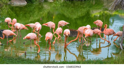 pink flamingos in a pond reserve park in vietnam