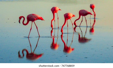 pink flamingos reflections स्टॉक फोटो