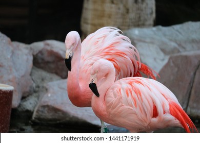 Pink Flamingos Resting In Las Vegas Wildlife Habitat