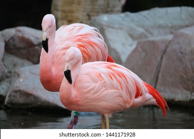 Pink Flamingos Resting In Las Vegas Wildlife Habitat