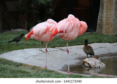 Pink Flamingos Resting In Las Vegas Wildlife Habitat