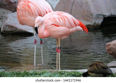 Pink Flamingos Resting In Las Vegas Wildlife Habitat