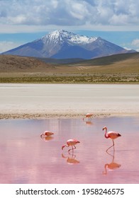 Pink Flamingos In Salt Lake In Bolivia