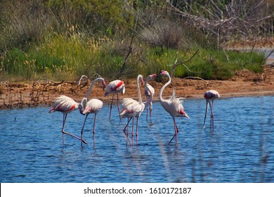 Pink Flamingos In Sardinia Italy