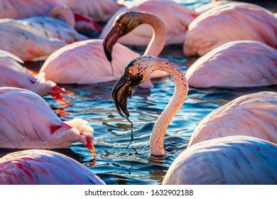 Pink flamingos with their heads full of mud dipping from their beaks