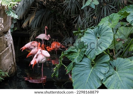 Pink flamingos in the tropical greenhouse of the Parc Phoenix