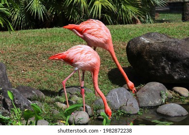 Pink Flamingos Wading Birds In Deshaies Botanical Garden, Guadeloupe Island.