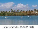 Pink flamingos wading in blue water with reeds, palm trees, and houses in the background on a sunny day, Murcia