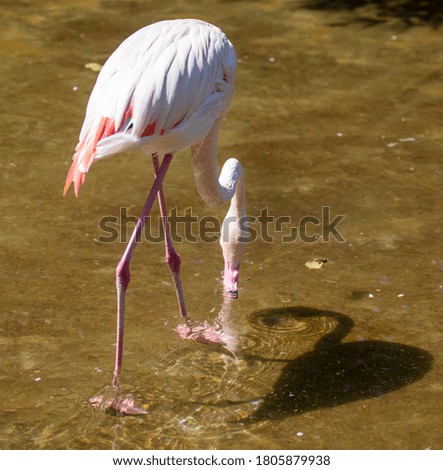 Pink flamingos at the zoo. Bird