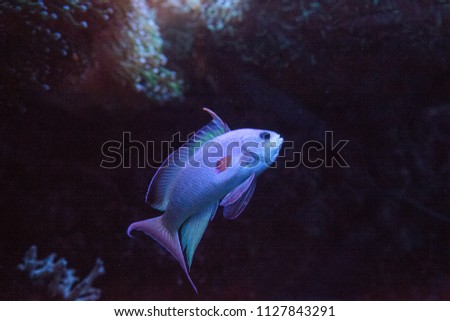 pink flasher wrasse paracheilinus