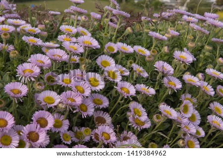 Pink Fleabane or Seaside Daisies (Erigeron glaucous 'Sea Breeze') Growing on a Stone Wall by the Beach in the Coastal Town of Marazion in Cornwall, England, UK