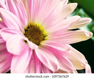pink floral shot