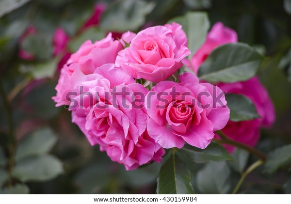 Pink Floribunda Rose Urara Stock Photo (Edit Now) 430159984