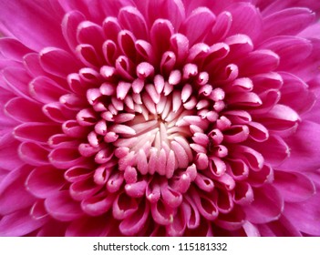 Pink Flower