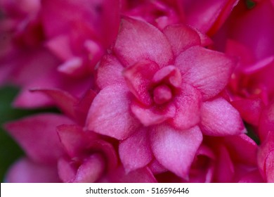 Pink Flower