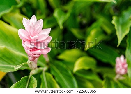 pink flower
